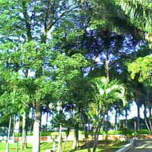 Los Árboles