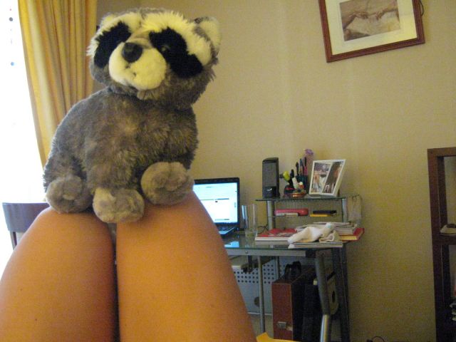 Mi mapache y yo