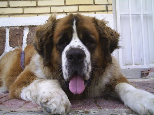 Elvis