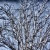 5 - Árbol de otoño que siente primavera 5