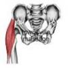 Fascia Lata