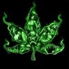Cannabis