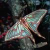 Restless Butterfly  (John Morin & N-Joid)
