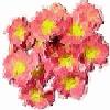 Flor 06