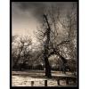 The Old Mournful Tree 