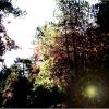 El bosque