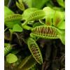 Autotrofia