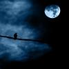 NOCHES DE ENSUEÑO
