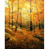 Autumn Drifting