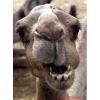 Camellos en Triana