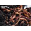 Nezvil -(El Rio) March Of The Worms 