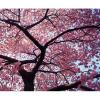 Under the Cherry Tree