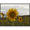 Sólo un girasol (con Marina)