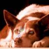Little Dog (de Fankel)