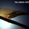 Palomas grises