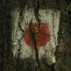 Zoltan Peter - Project JPN