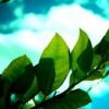 The Noise of Leafs
