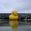 a mi pato de goma no le gusta moder talkin'