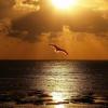 Manuel de la Torre and Angel Alcocer-For You Dance (original mix)