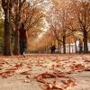 LM - L'automne à Paris (para violín y piano)