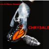 CHRYSALIS