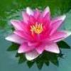 Flor de loto