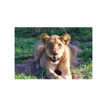 Africa Mia