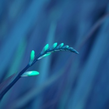 SimpliciTy