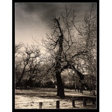 The Old Mournful Tree 