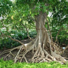 hard roots