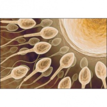 1. EMBRYO