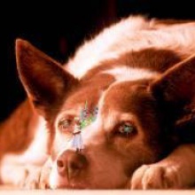 Little Dog (de Fankel)