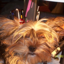 Little Dog Fankel Monster Trans