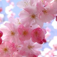 Un dia de sol en primavera