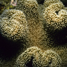 Océanos de Neptuno