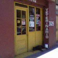 El perro vagabundo