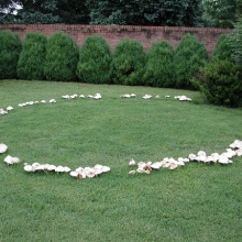 CIRCULO DE HADAS