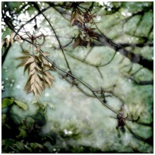 Autumn Comes I