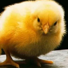 Pollito y Gusano 02. Semillas