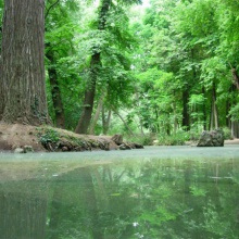 Extraño encuentro en el bosque