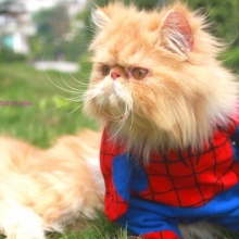"Gato espaiderman" (Spidercat)