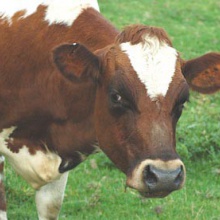Vacas