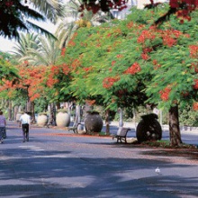 Ramblas de Santa Cruz