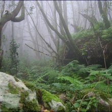 El Bosque (Espíritu Celta)
