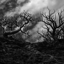 Bosques Negros