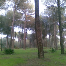 Secret Garden