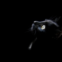 Felino 11 - Un Futuro Incierto