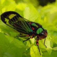 La cigarra