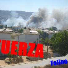 Felino 11 - Fuerza