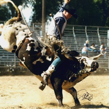 Riding a Cow